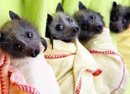  Cute Bats