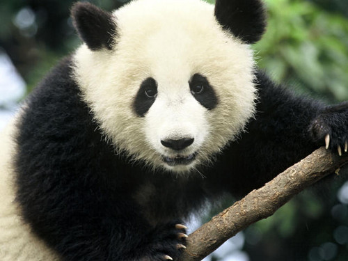  Cute panda ♡