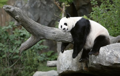  Cute panda ♡