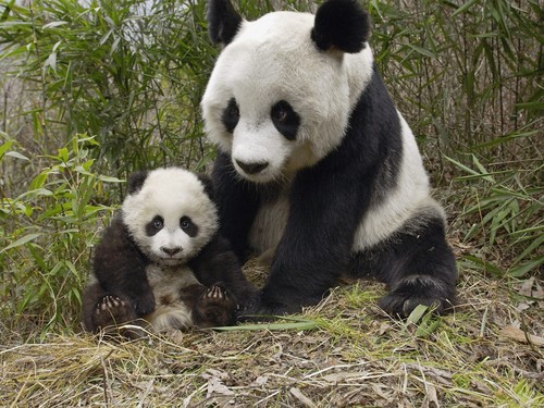  Cute पांडा ♡