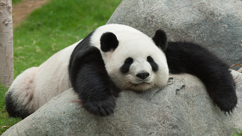  Cute Panda ♡