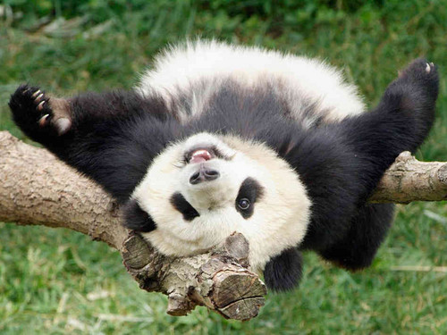  Cute 熊猫 ♡