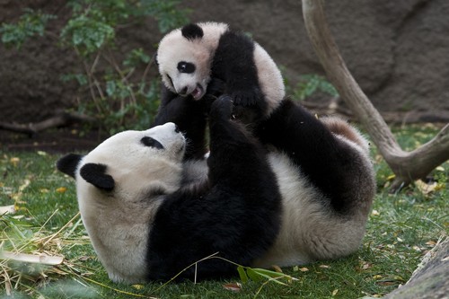 Cute Pandas ♡