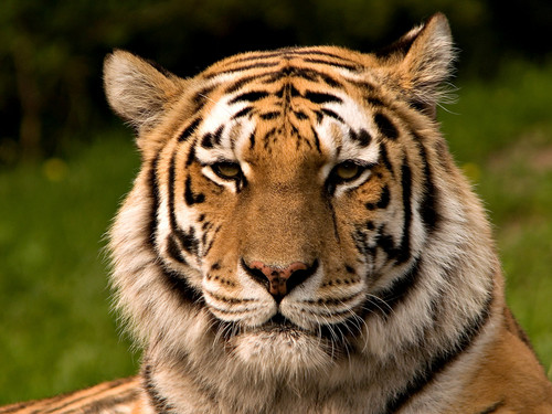  Elegant Tiger ♡
