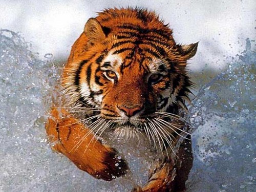  Elegant Tiger ♡