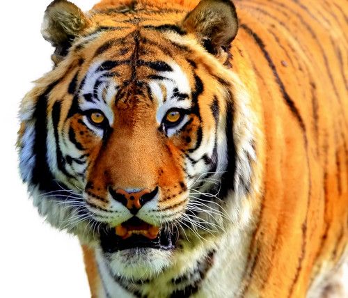 Elegant Tiger ♡