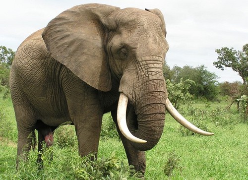  Huge and Massive gajah