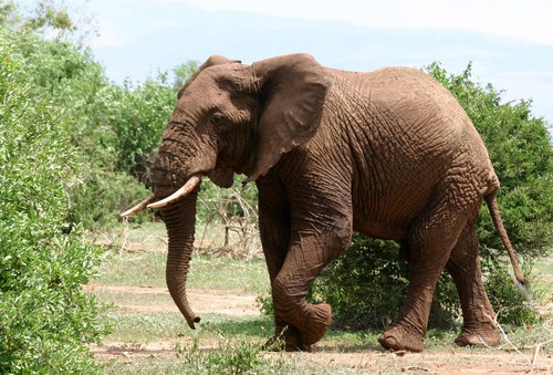  Huge and Massive éléphant