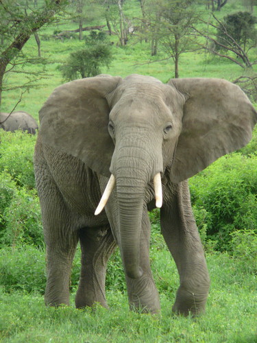  Huge and Massive olifant