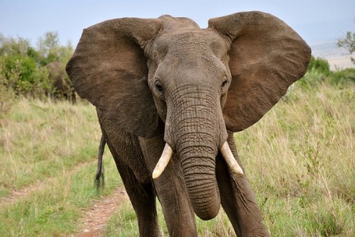  Huge and Massive olifant