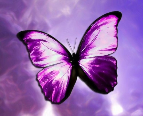  Purple mariposas ♡