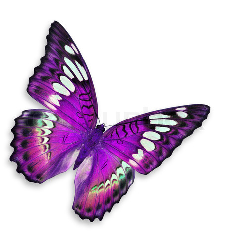  Purple papillons ♡