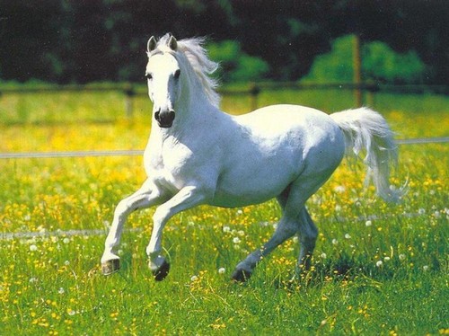  White Horse ♡