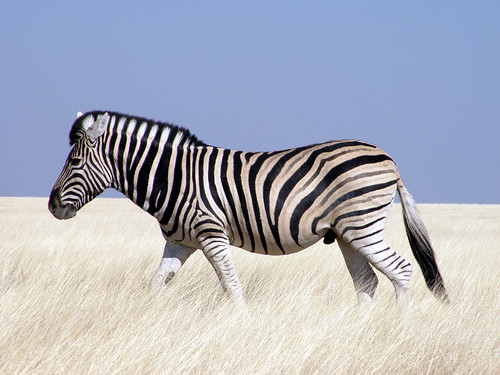  Zebras ♡