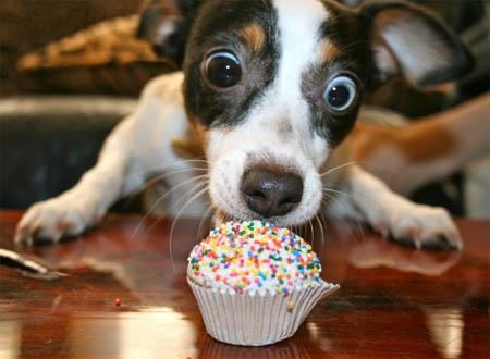 dog love cupcakes