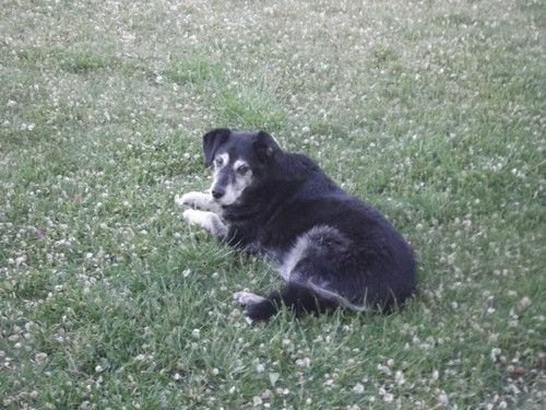  this is my 13 سال old dog casey that just died :( :( :( :(
