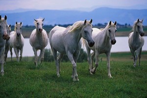  Arabian cavalos