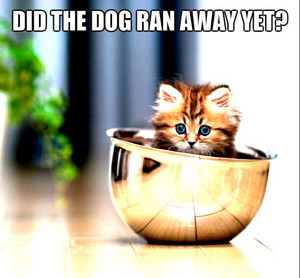 Did the dog ran away?