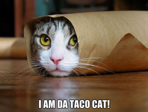  टैको, taco cat