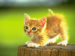  Cute Kitten on a stump