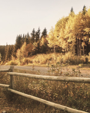  Ed Sheeran – Autumn Leaves