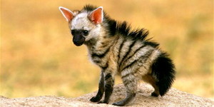  Hyena Babies