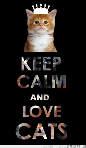 Keep Calm & amor gatos