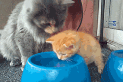  Mommy teaching baby easier water drinking