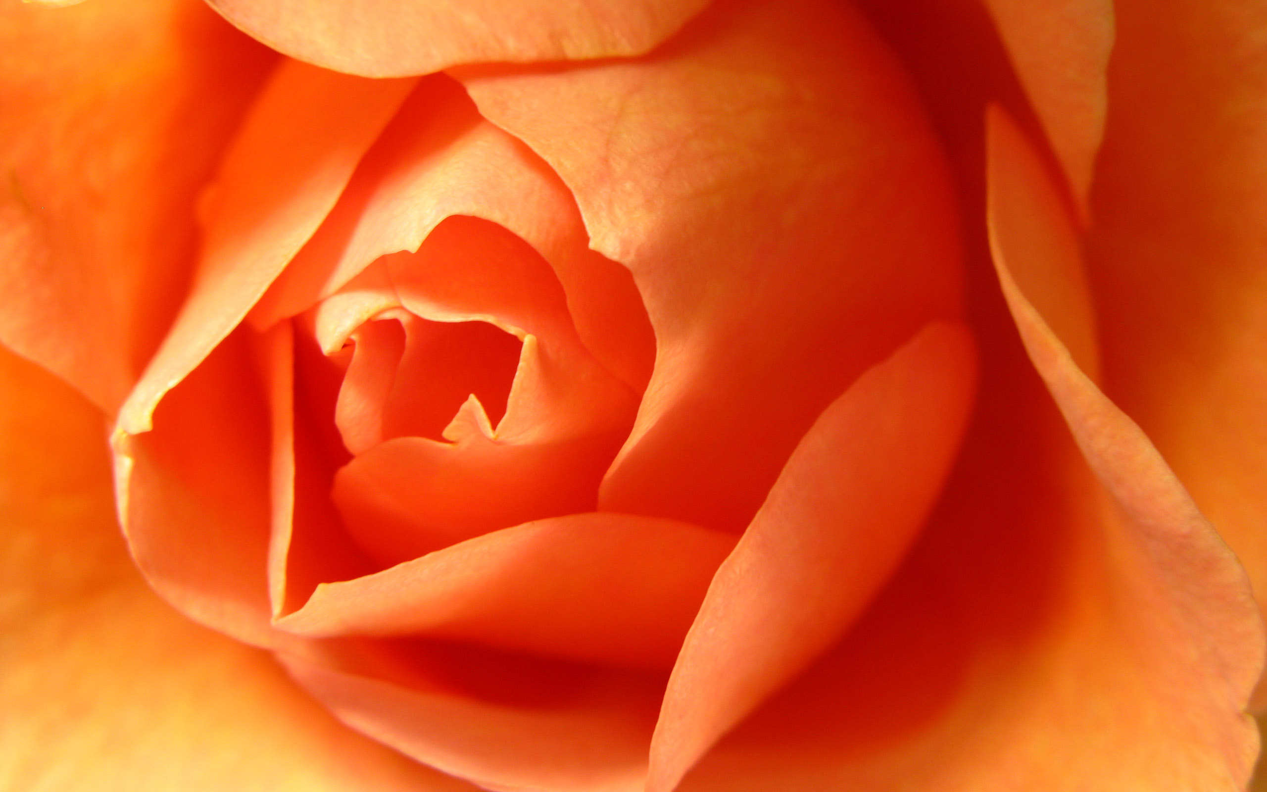 Orange Flowers - Color Photo (35408333) - Fanpop