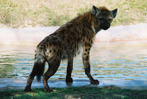  Spotted Hyena sa pamamagitan ng water