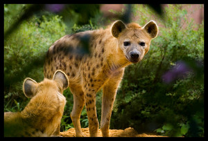  Spotted Hyena