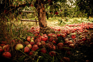  আপেল Orchard