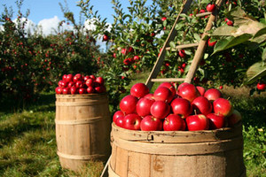  Autumn apple Orchard