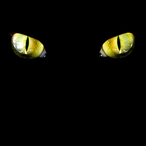  Cat Eyes