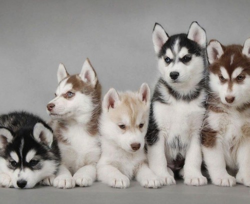 really cute husky puppies
