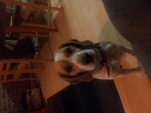  My beagle