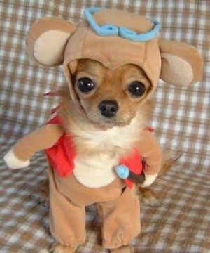  puppy Dressed Up