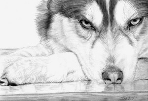  Siberian Husky Drawing