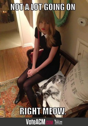  Taylor rápido, swift and her cat Meredith