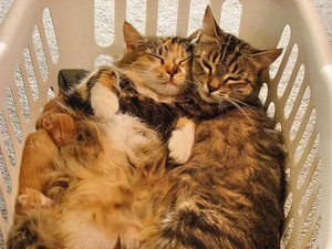 Cat Hugs