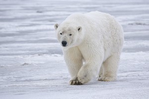 Cute Polar Bear! ♡
