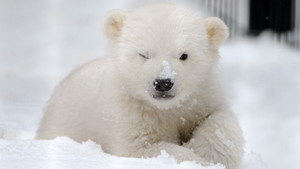  Cute Polar Bear! ♡