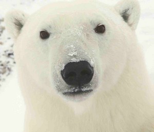  Cute Polar Bear! ♡