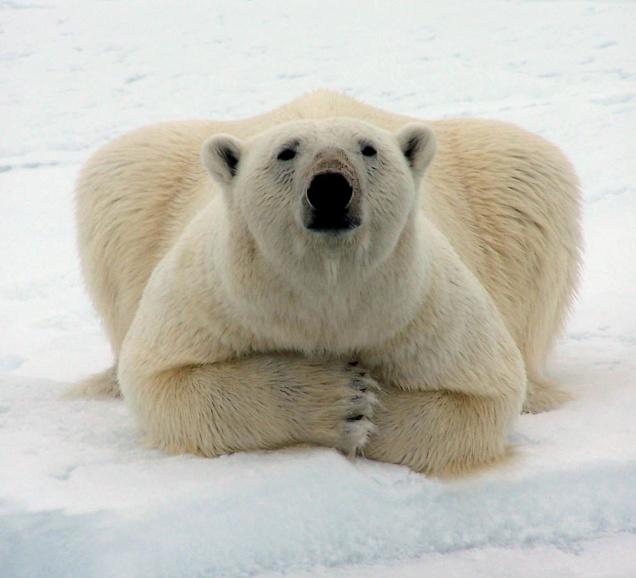 Cute Polar Bear! ♡