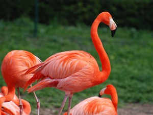  flamenco, flamingo ♡