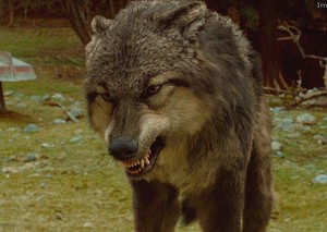  Twilight Saga mga lobo