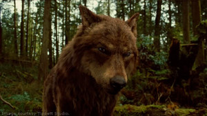  Twilight Saga भेड़िया