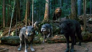  Twilight Saga Mbwa mwitu loups