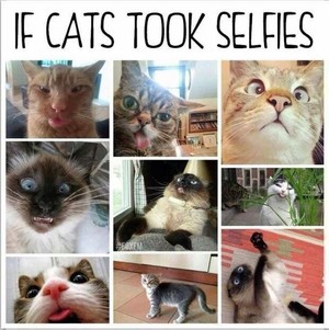 if cats took selfies