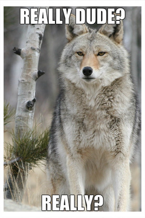  wolfy 狼